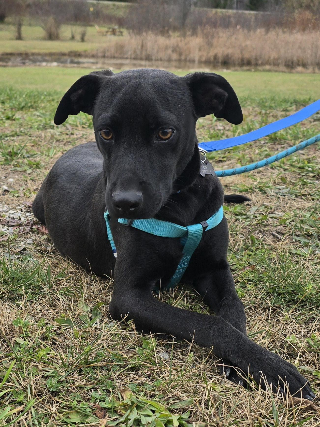 Gomez, a Adoptable Mixed Breed in Chatsworth, ON image 5/5