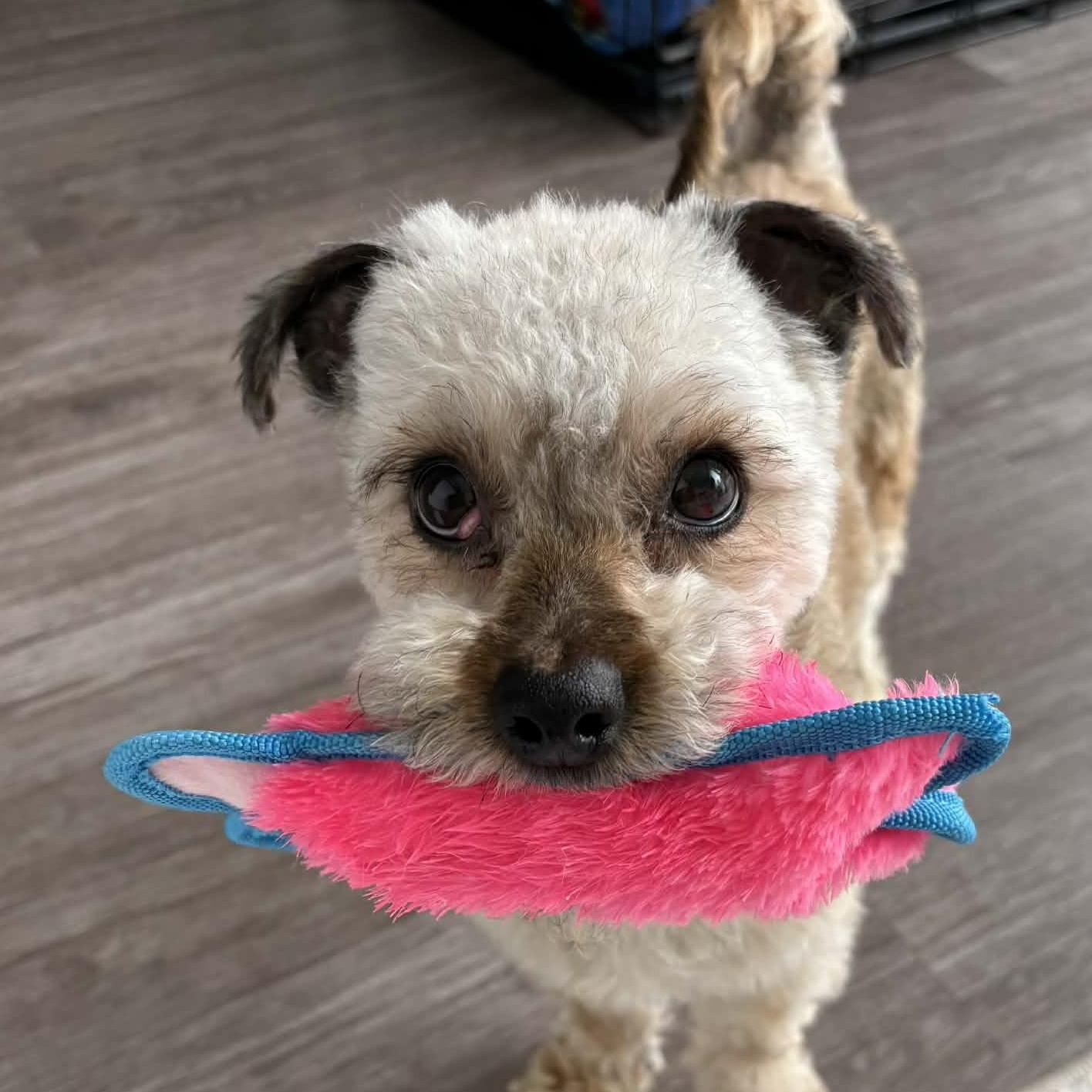 Enlarge Judah, a ADOPTABLE mixed breed in Cherry Hill, NJ image 4/6