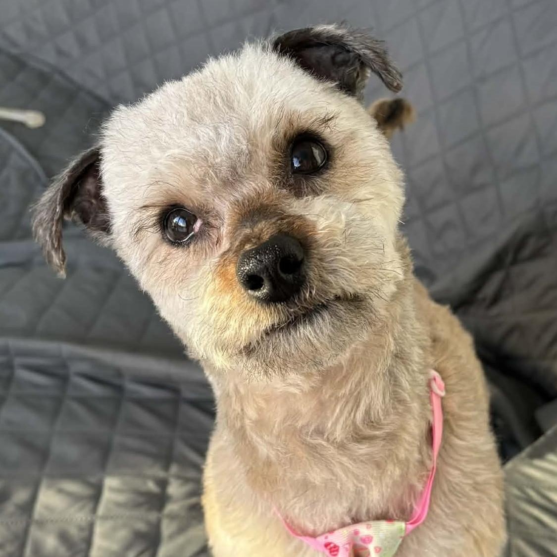 Enlarge Judah, a ADOPTABLE mixed breed in Cherry Hill, NJ image 3/6