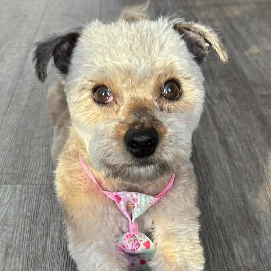 Enlarge Judah, a ADOPTABLE mixed breed in Cherry Hill, NJ image 2/6