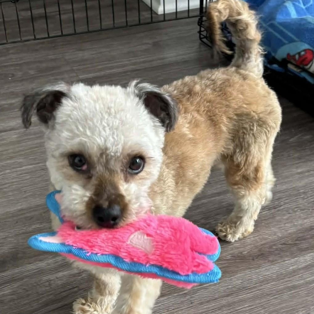 Judah, ADOPTABLE, Young Male Havanese & Bichon Frise.