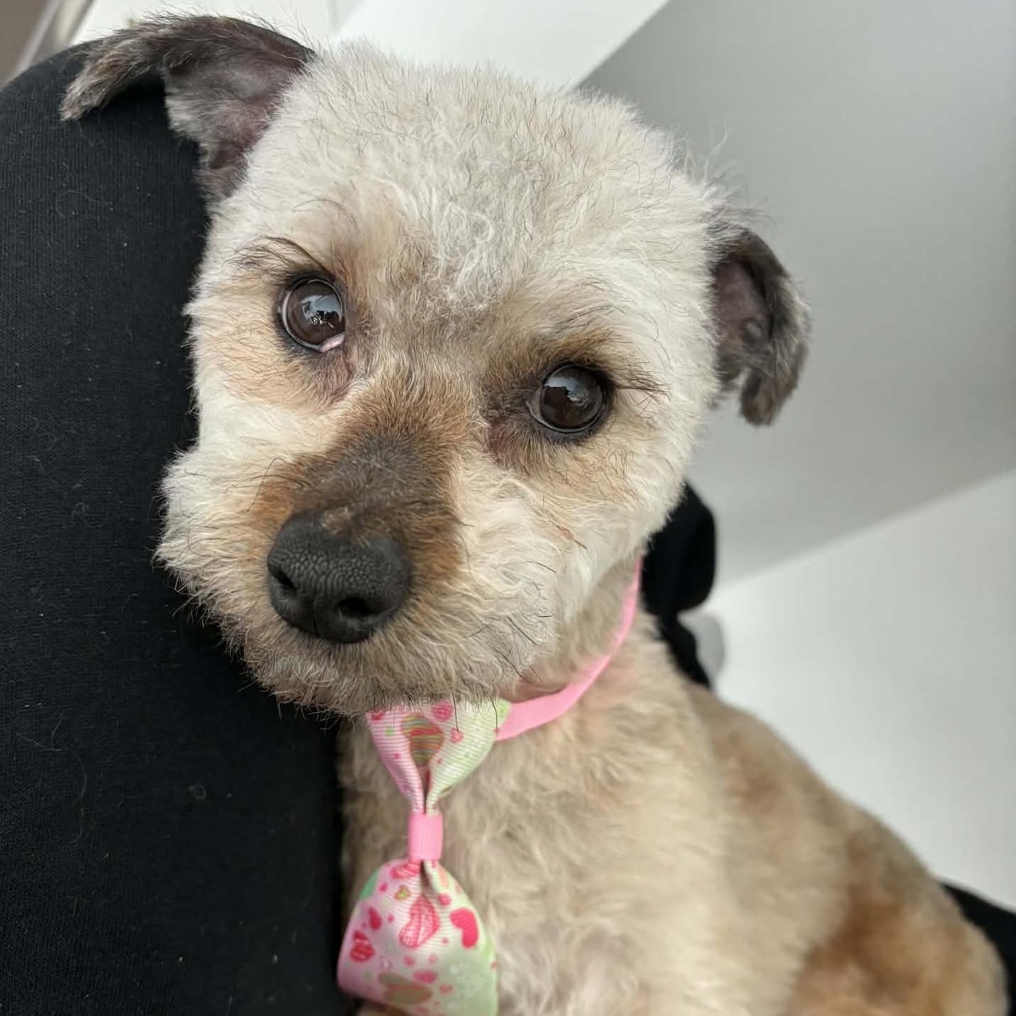 Enlarge Judah, a ADOPTABLE mixed breed in Cherry Hill, NJ image 6/6