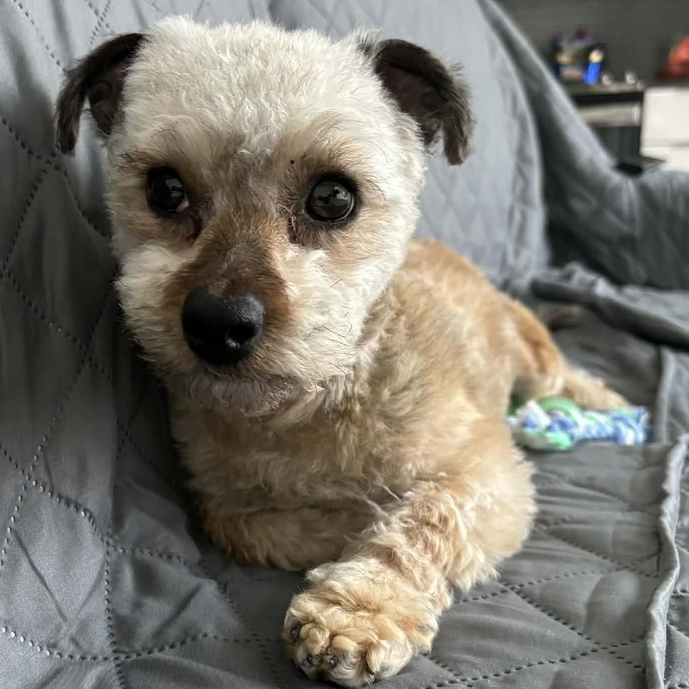 Enlarge Judah, a ADOPTABLE mixed breed in Cherry Hill, NJ image 5/6