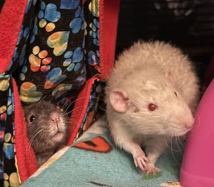 Druid, a Adoptable Rat in Richmond, VA image 2/2