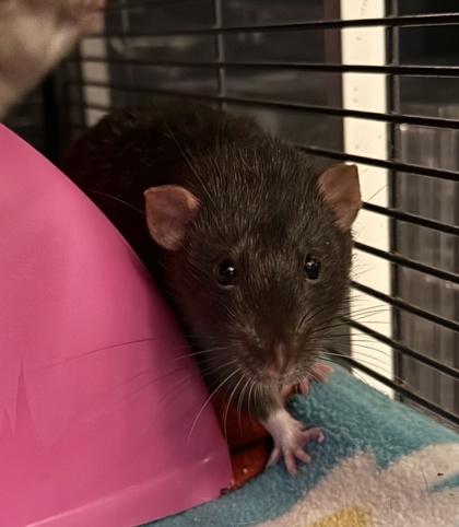Druid, Adoptable, Adult Male Rat.
