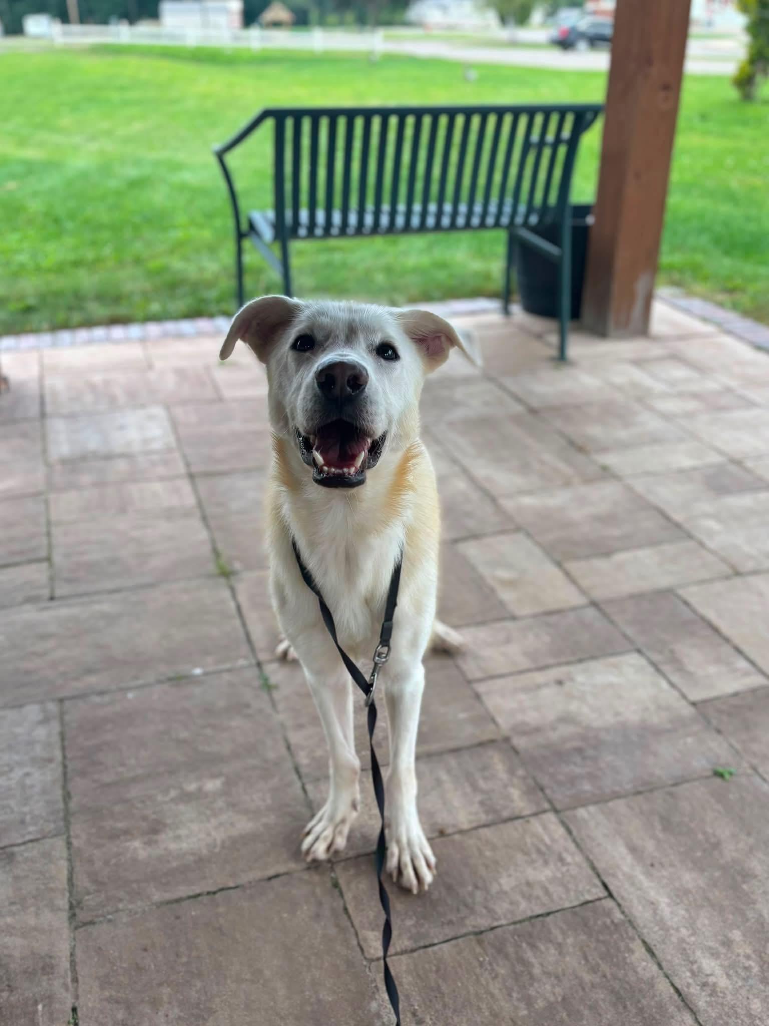Enlarge Barrett, a ADOPTABLE mixed breed in Bethel Park, PA image 5/5