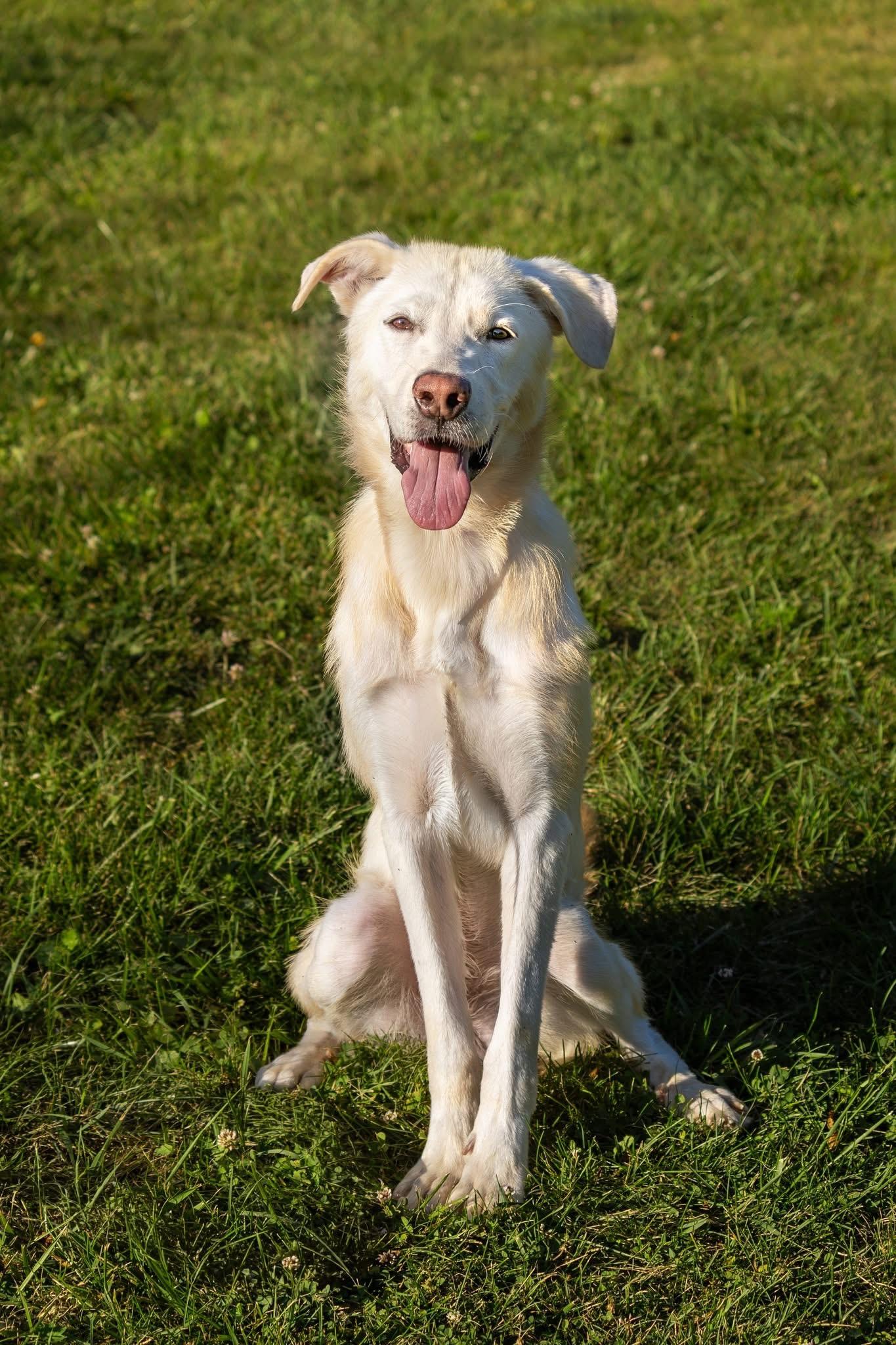 Barrett, ADOPTABLE, Adult Male Labrador Retriever.