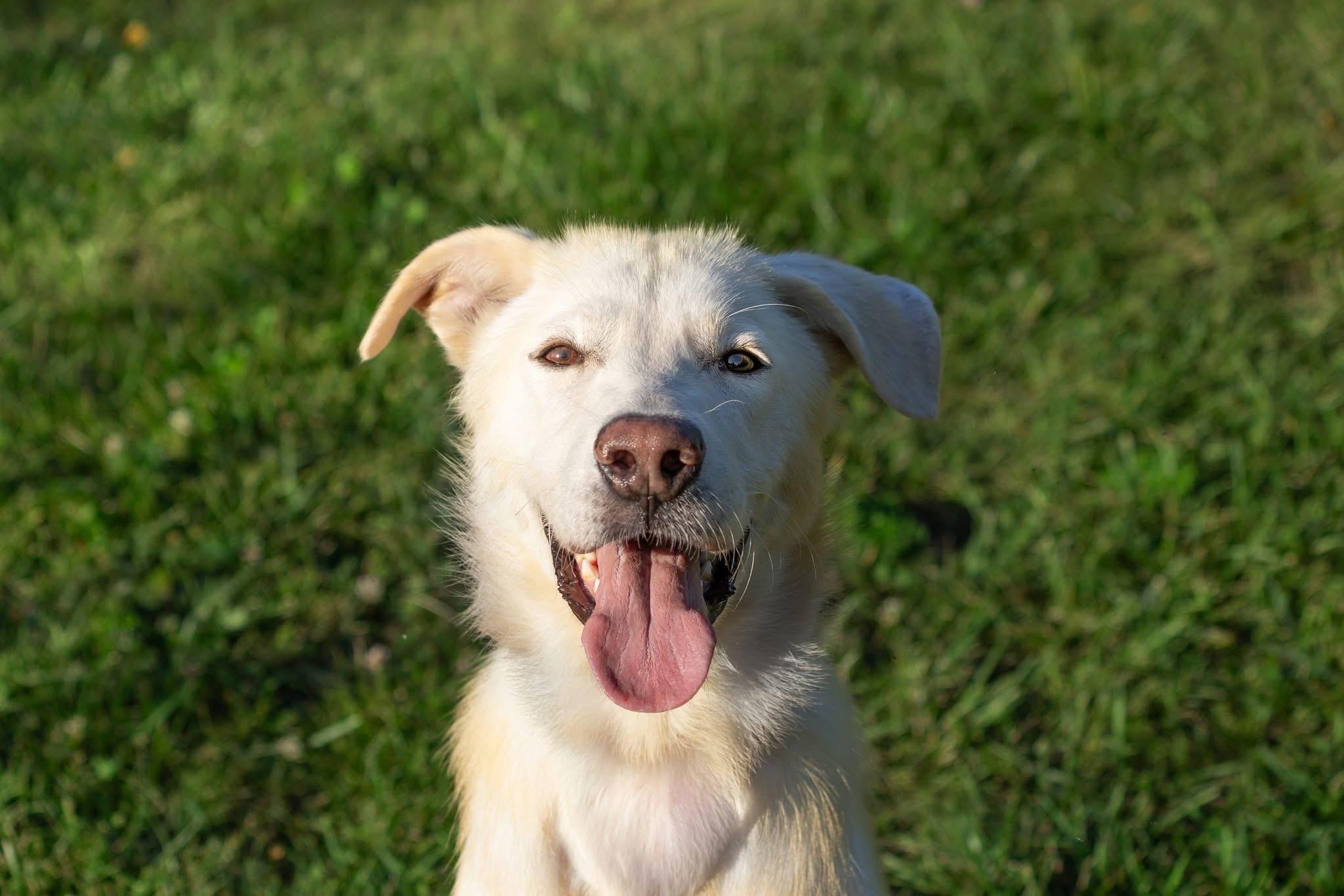 Enlarge Barrett, a ADOPTABLE mixed breed in Bethel Park, PA image 2/5