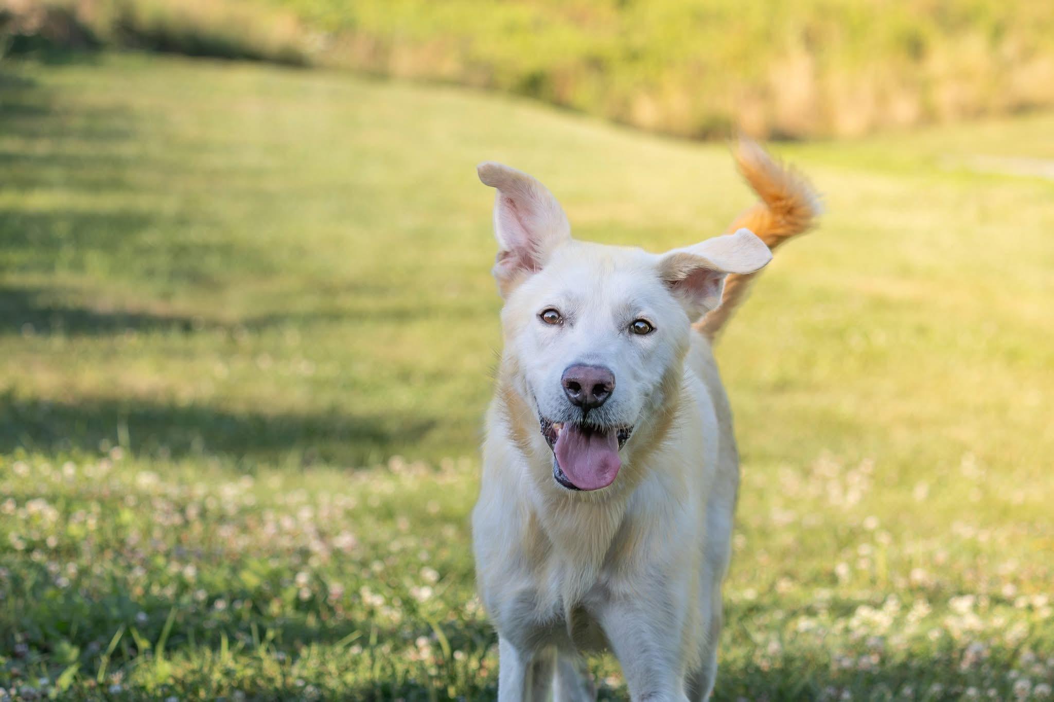 Enlarge Barrett, a ADOPTABLE mixed breed in Bethel Park, PA image 3/5