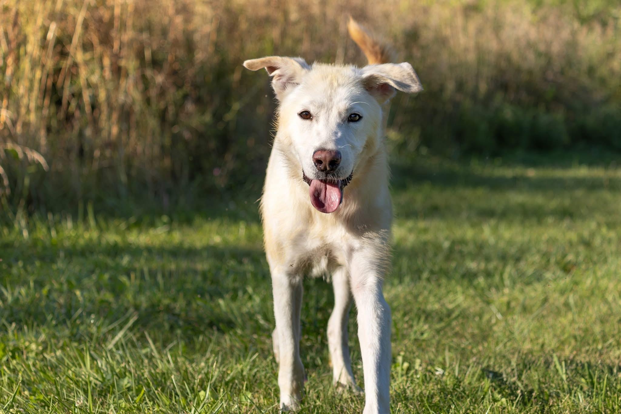 Enlarge Barrett, a ADOPTABLE mixed breed in Bethel Park, PA image 4/5