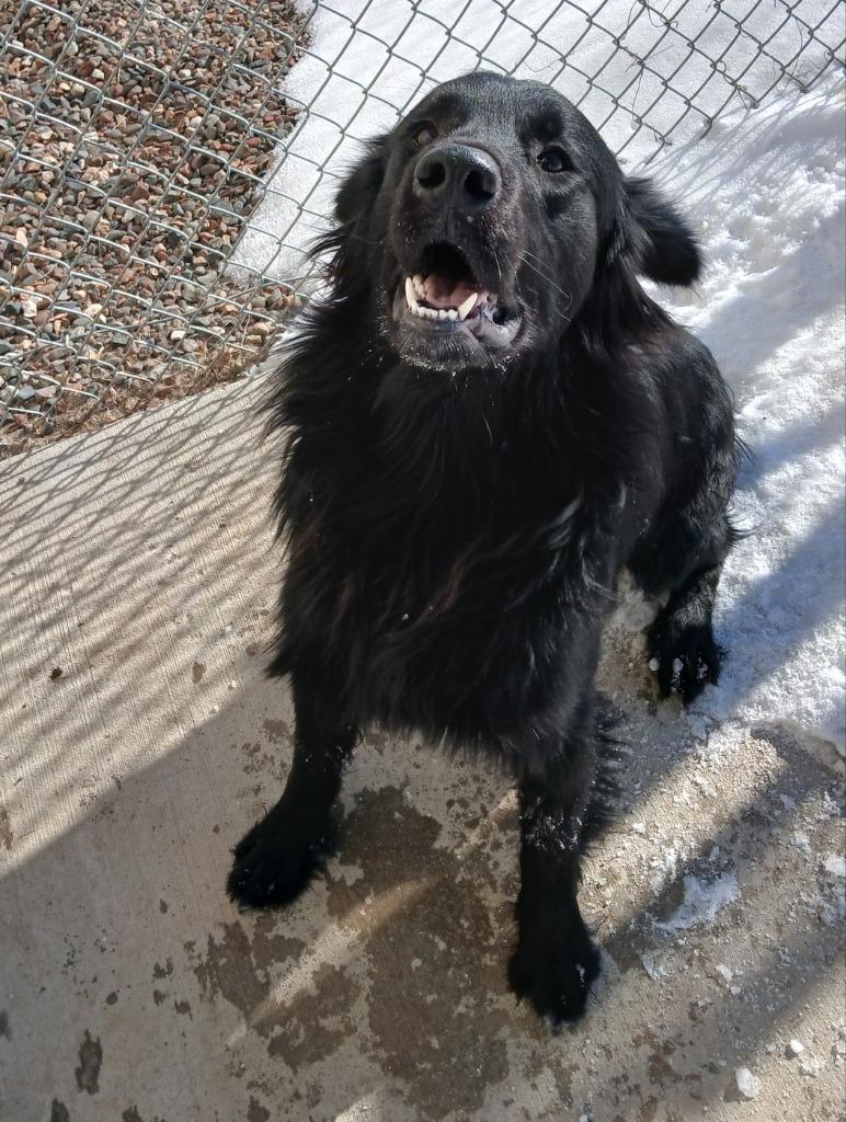 Willie, Adopted, Young Male Retriever & Spaniel.