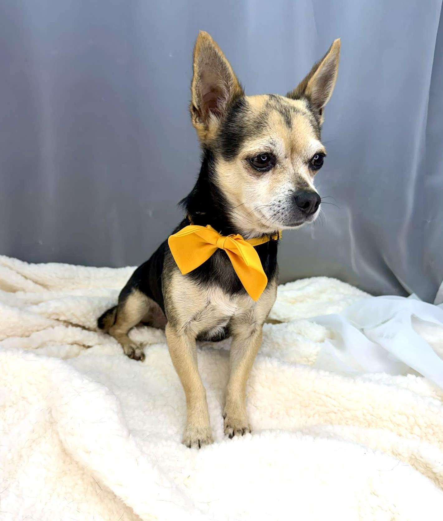 Enlarge Tapatio, a Adoptable Chihuahua in Hartford, CT image 4/6