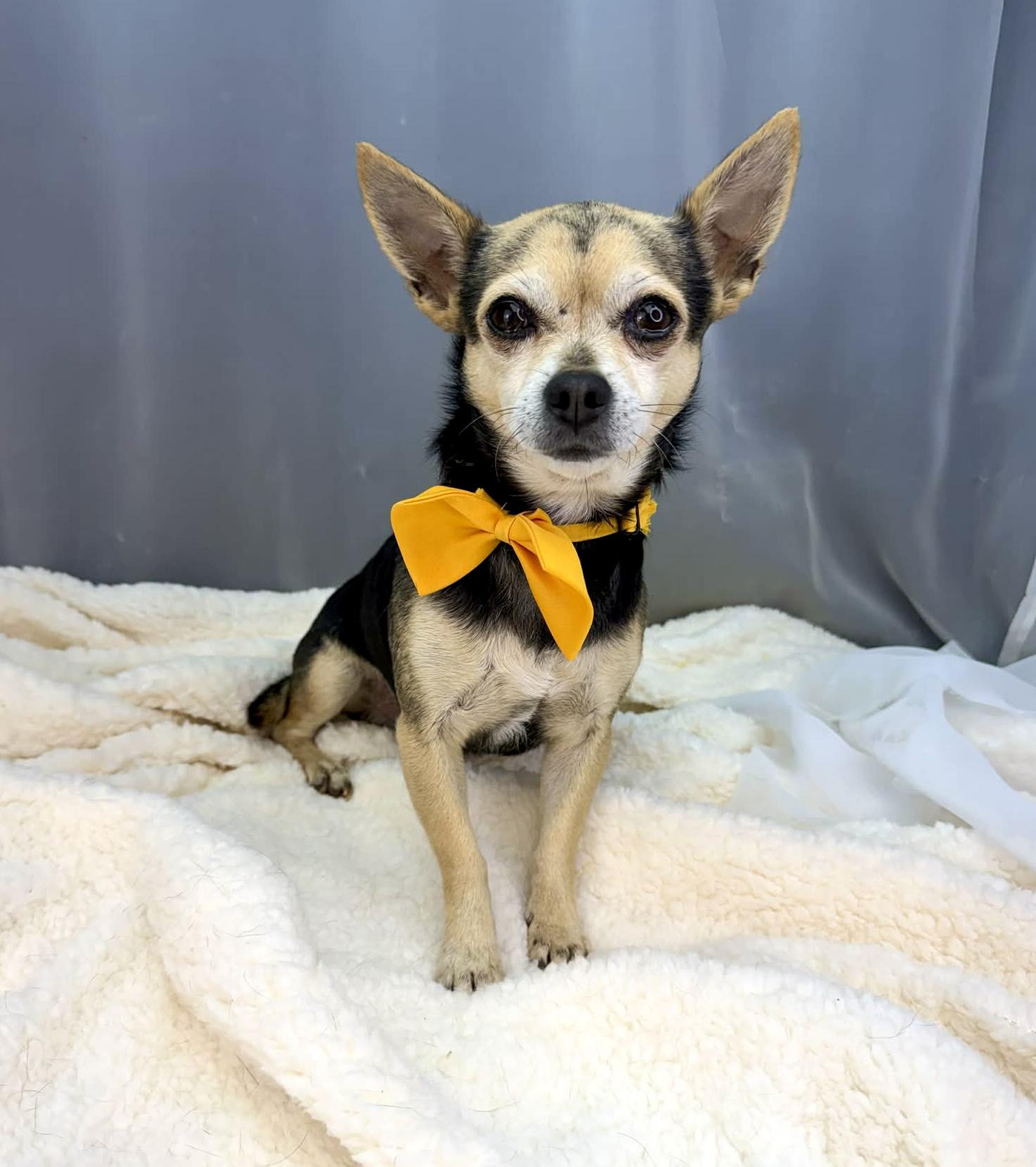 Enlarge Tapatio, a Adoptable Chihuahua in Hartford, CT image 1/6