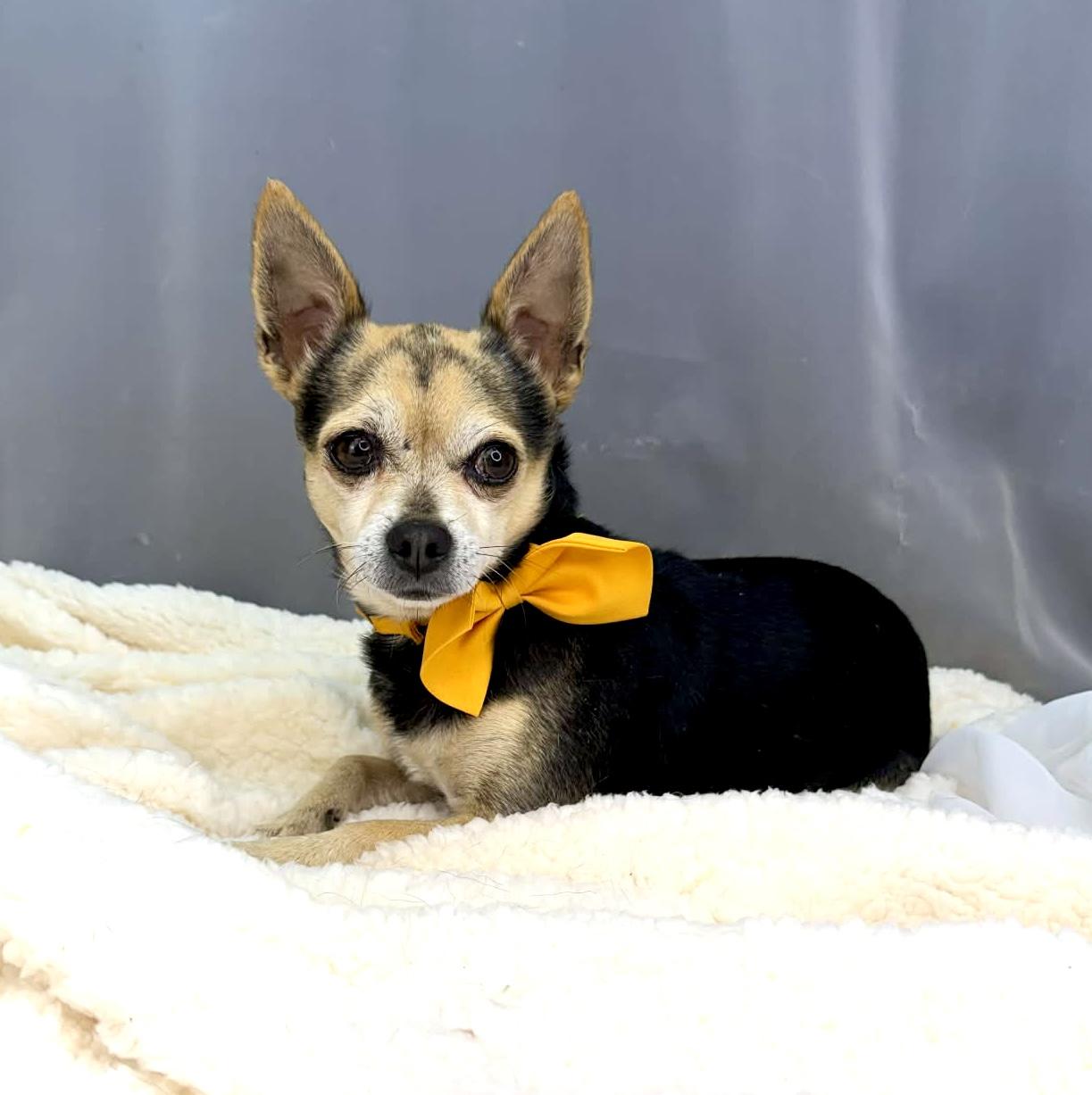 Enlarge Tapatio, a Adoptable Chihuahua in Hartford, CT image 3/6