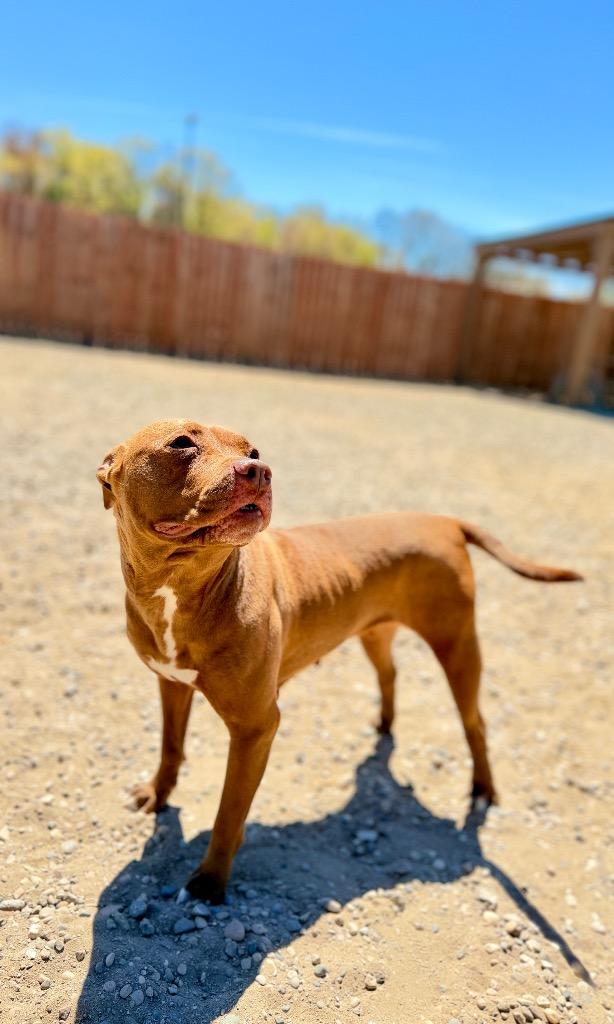 Tawny, Adoptable, Young Female Mixed Breed.