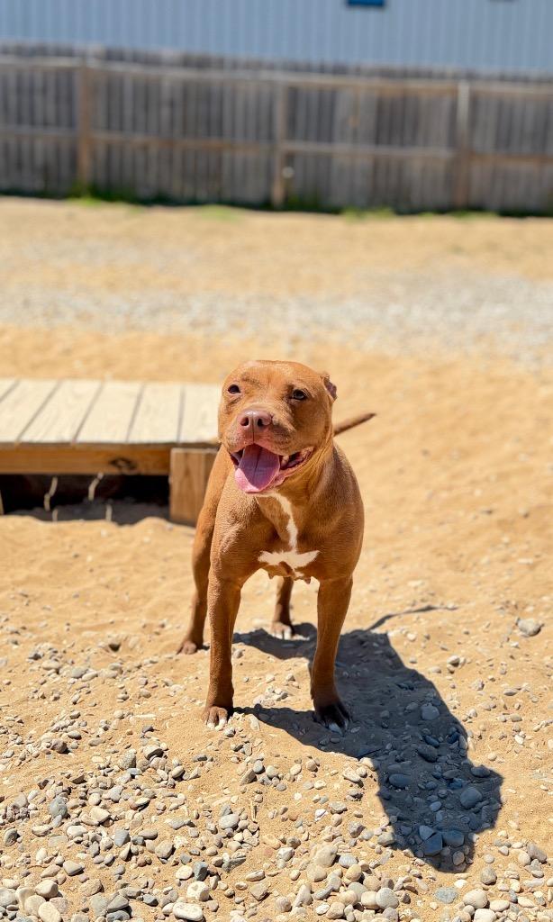 Enlarge Tawny, a Adoptable Mixed Breed in Muskegon, MI image 2/6