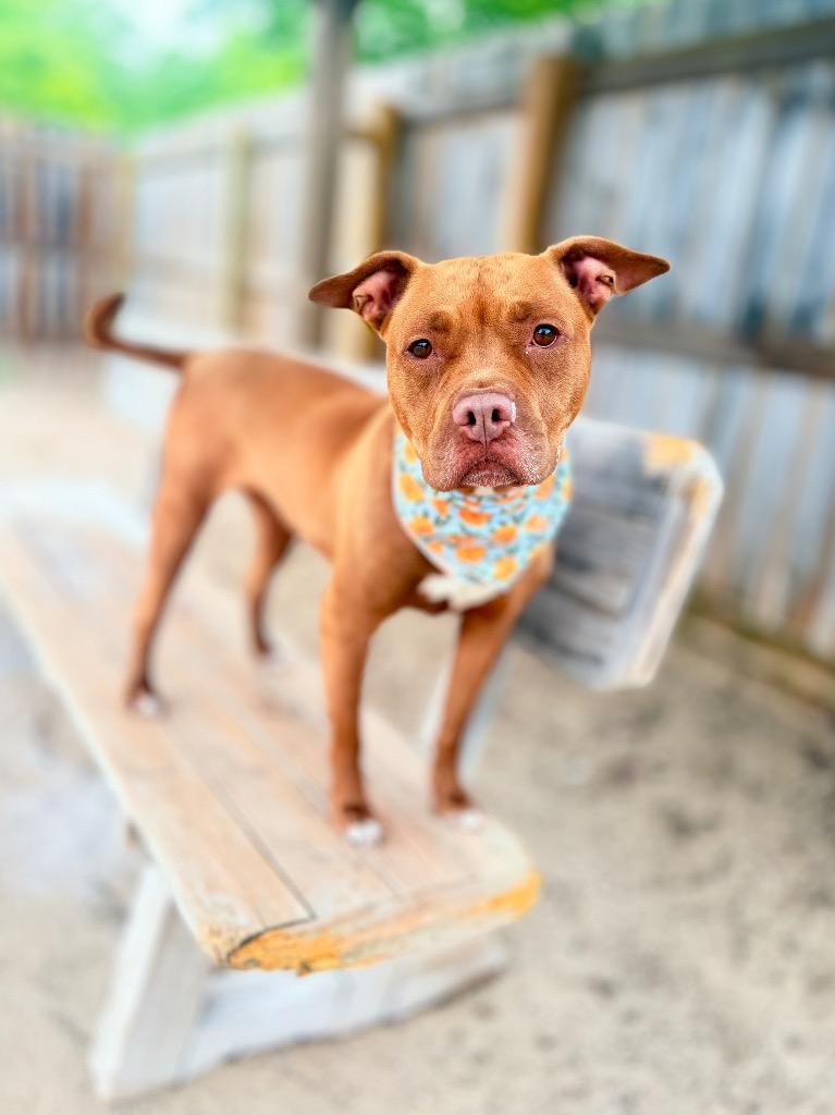 Enlarge Tawny, a Adoptable Mixed Breed in Muskegon, MI image 3/6