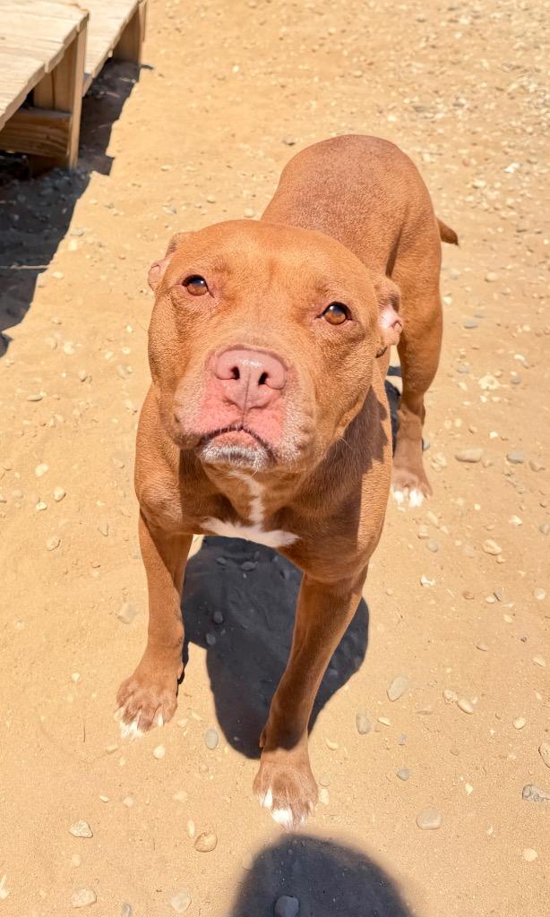 Enlarge Tawny, a Adoptable Mixed Breed in Muskegon, MI image 4/6