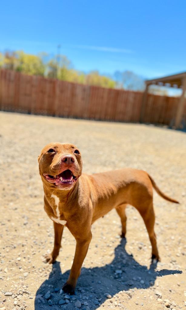 Enlarge Tawny, a Adoptable Mixed Breed in Muskegon, MI image 5/6