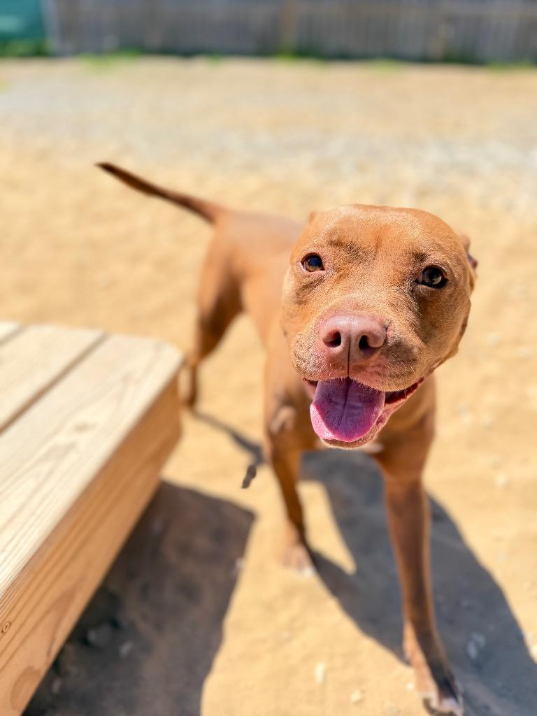 Enlarge Tawny, a Adoptable Mixed Breed in Muskegon, MI image 6/6