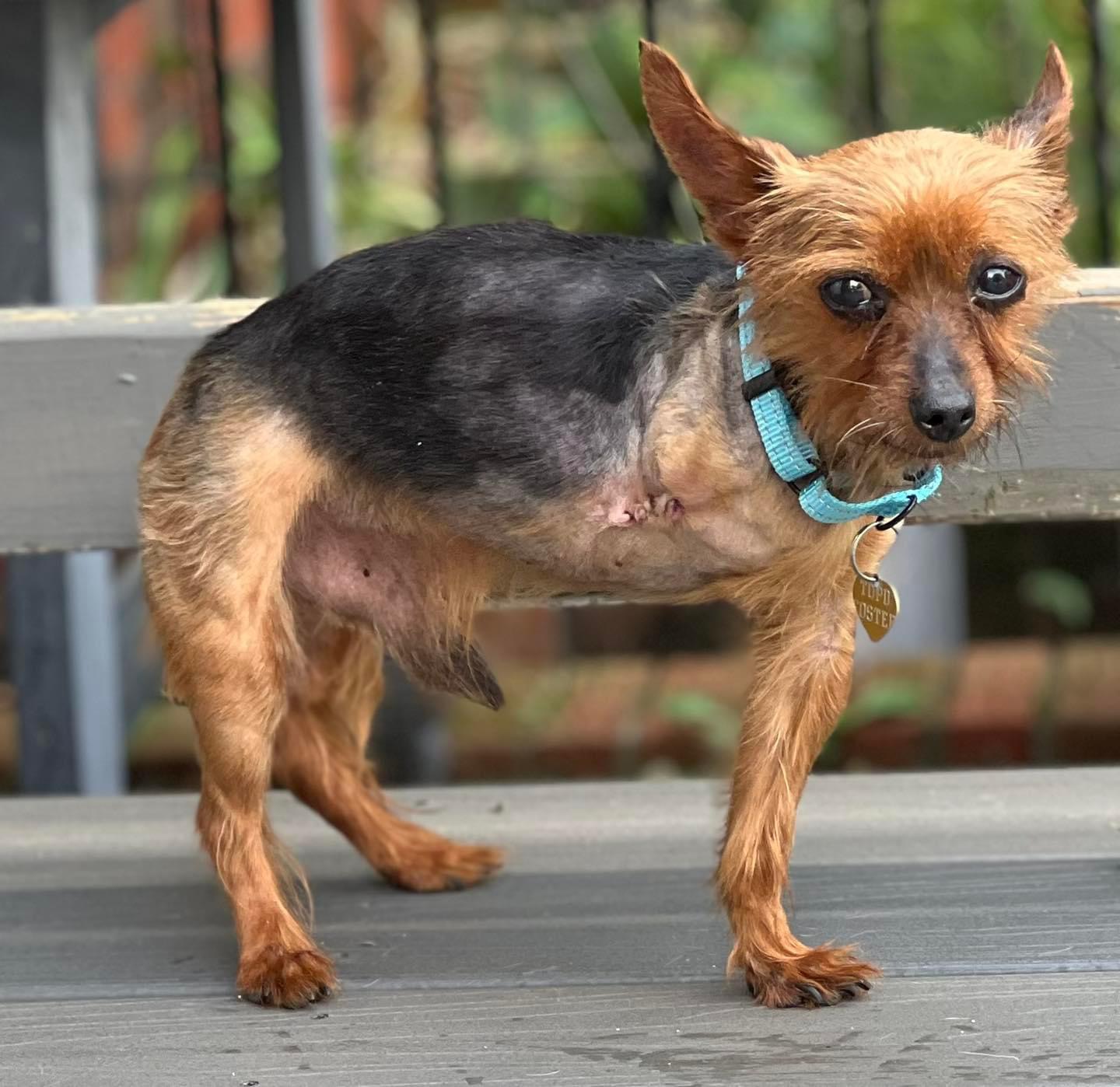 Dog for adoption Travis, a Yorkshire Terrier in Bridgeton, NJ Petfinder
