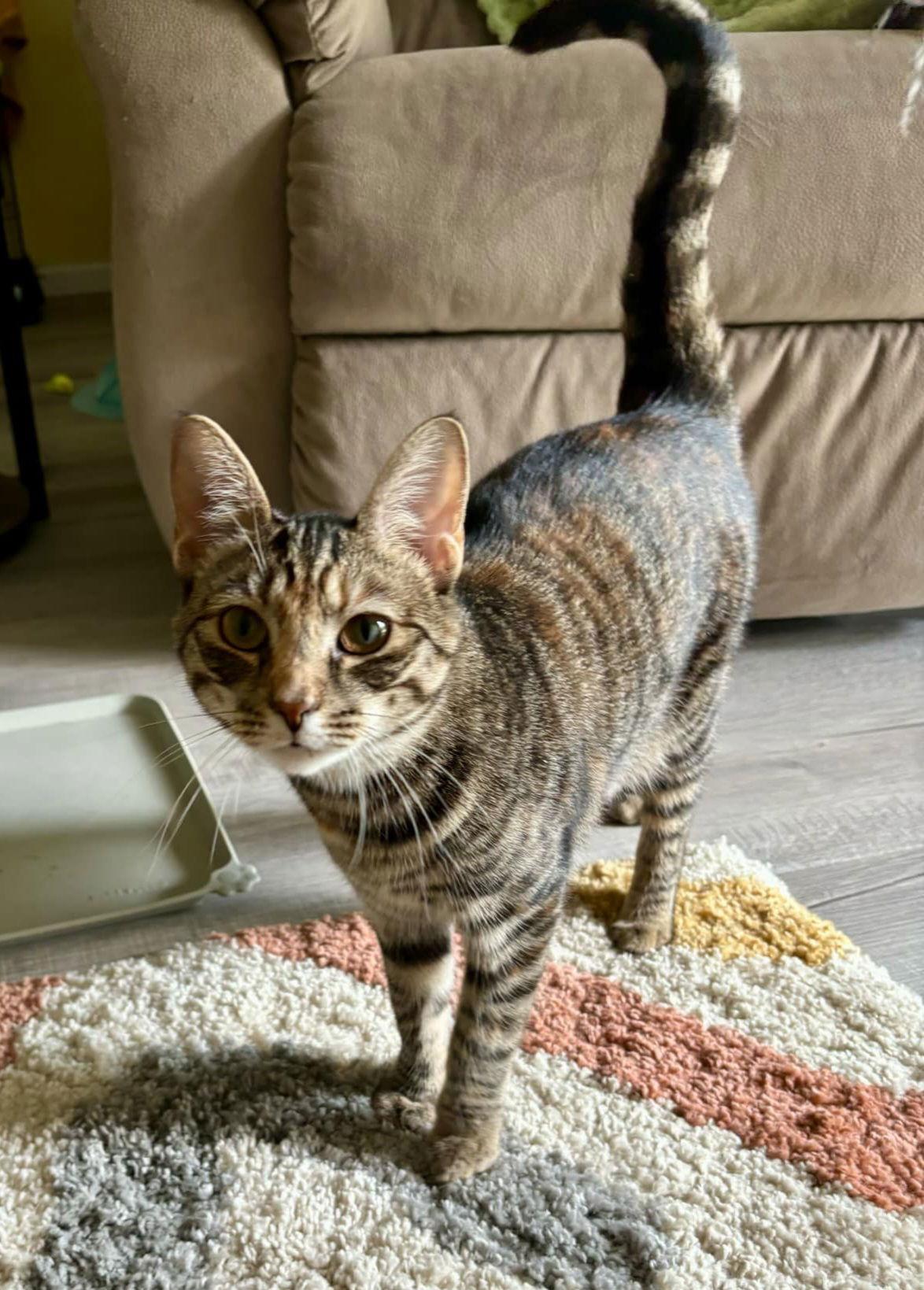 Icelyn, Adoptable, Young Female Torbie & Domestic Short Hair.