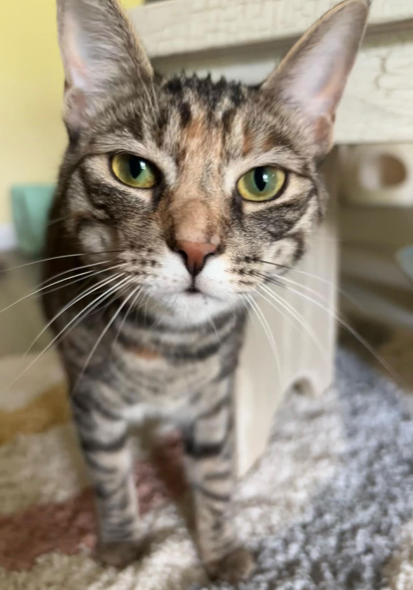 Icelyn, a Adoptable mixed breed in Spring City, PA image 2/3