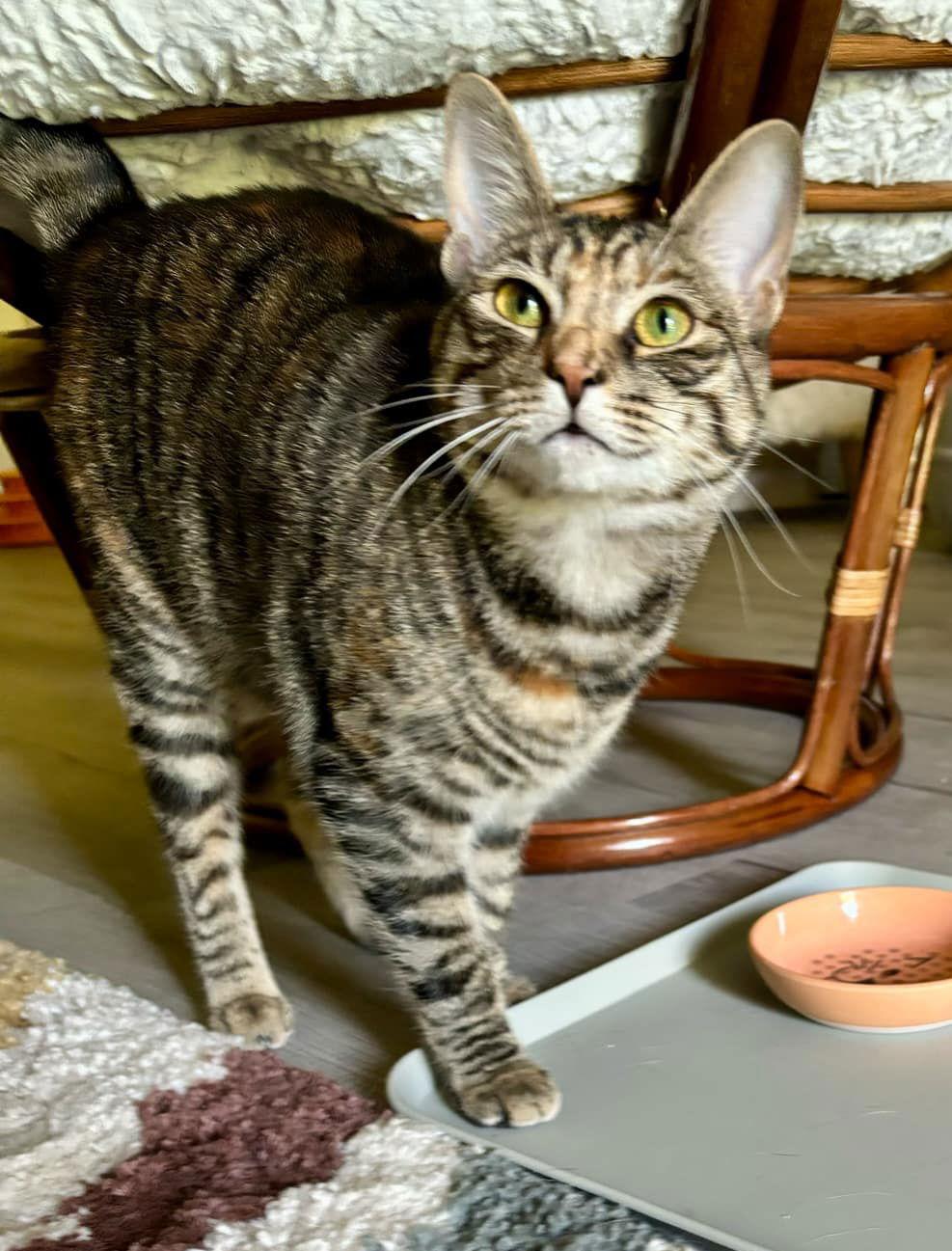 Icelyn, a Adoptable mixed breed in Spring City, PA image 3/3