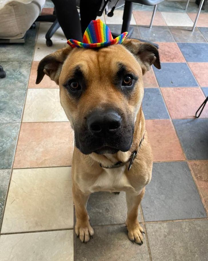 Luigi, a Adopted mixed breed in Wahnapitae, ON image 1/3