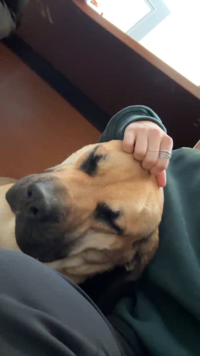 Enlarge Luigi, a Adopted mixed breed in Wahnapitae, ON video 2/3