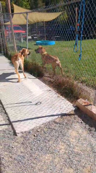 Enlarge Luigi, a Adopted mixed breed in Wahnapitae, ON video 3/3