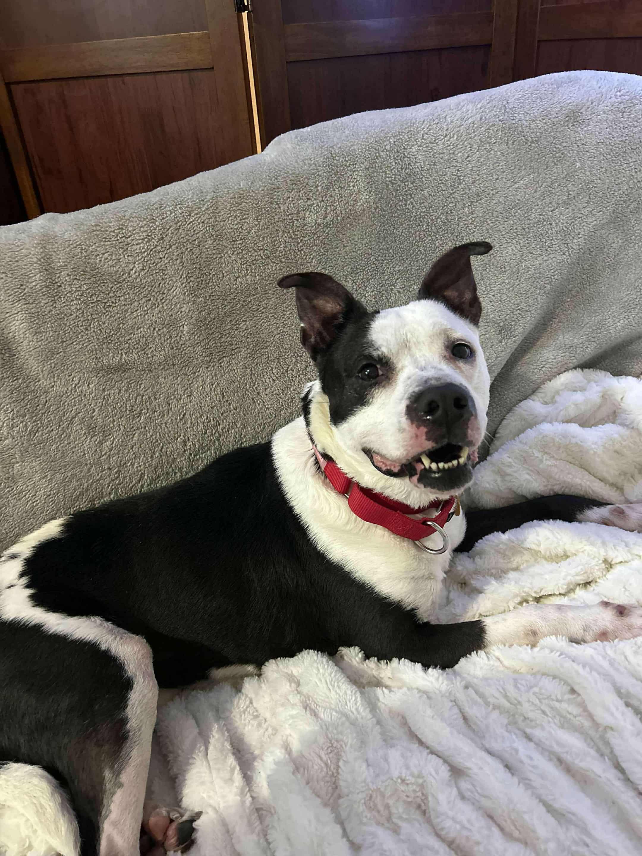 Enlarge Mary, a Adoptable mixed breed in Jefferson City, MO image 2/6