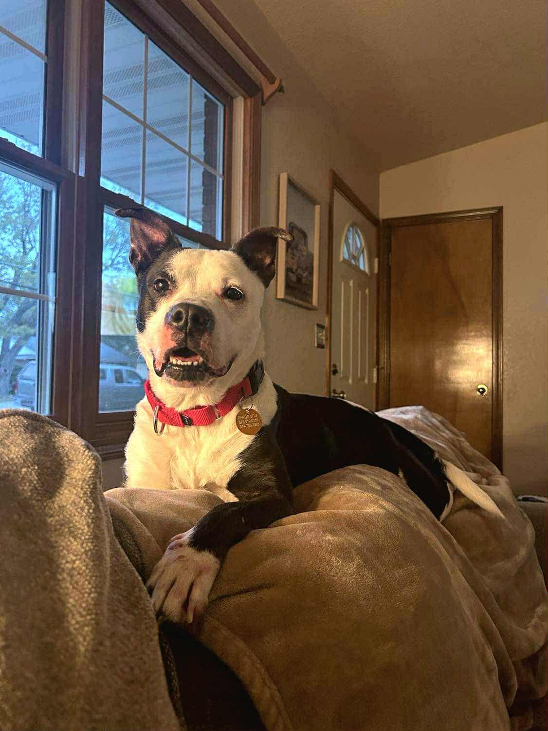 Enlarge Mary, a Adoptable mixed breed in Jefferson City, MO image 5/6