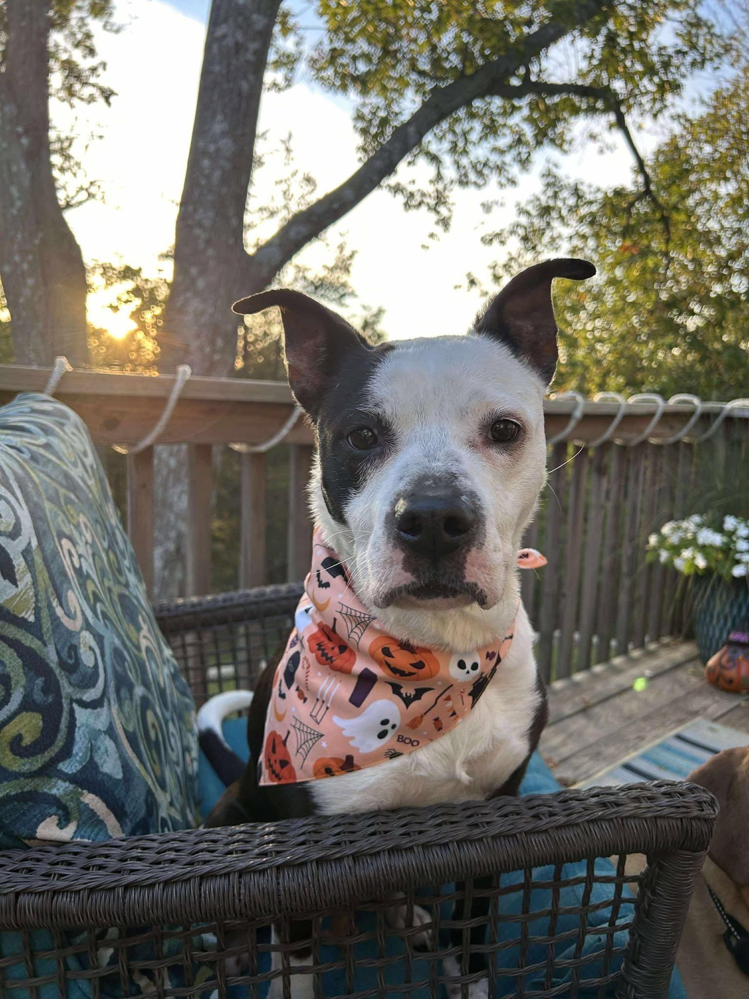 Enlarge Mary, a Adoptable mixed breed in Jefferson City, MO image 3/6