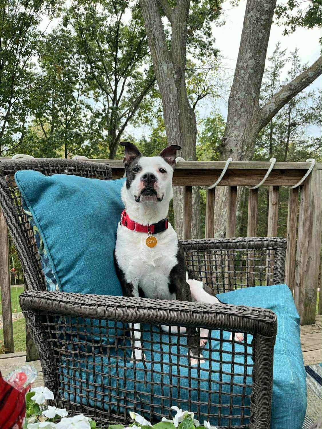 Enlarge Mary, a Adoptable mixed breed in Jefferson City, MO image 1/6