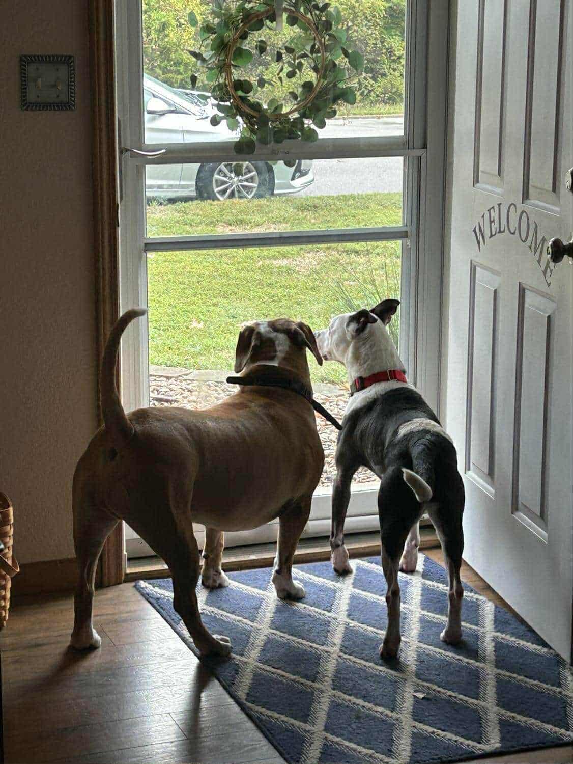 Enlarge Mary, a Adoptable mixed breed in Jefferson City, MO image 6/6