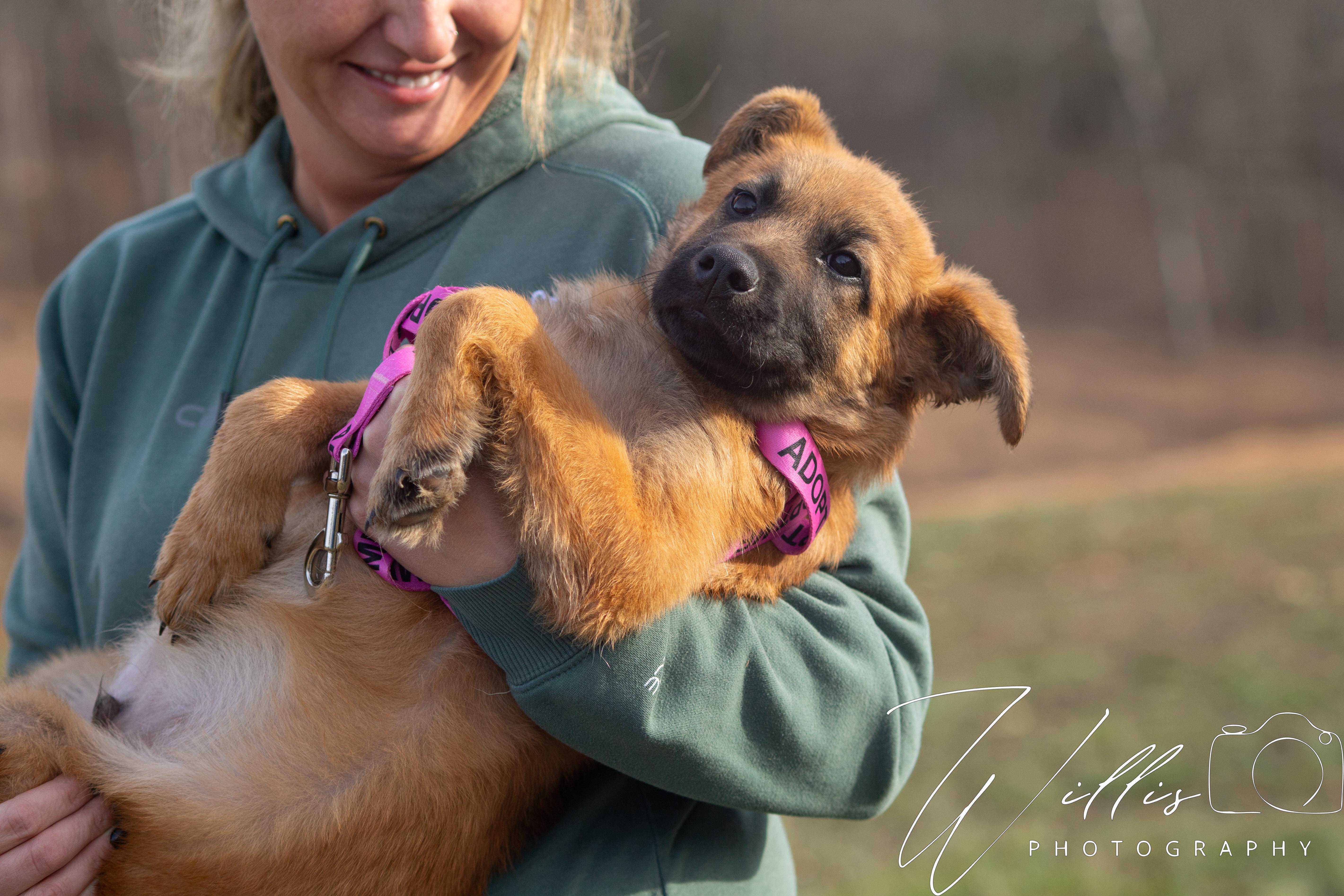 Enlarge Ryder , a ADOPTABLE mixed breed in Dixon, KY image 2/2