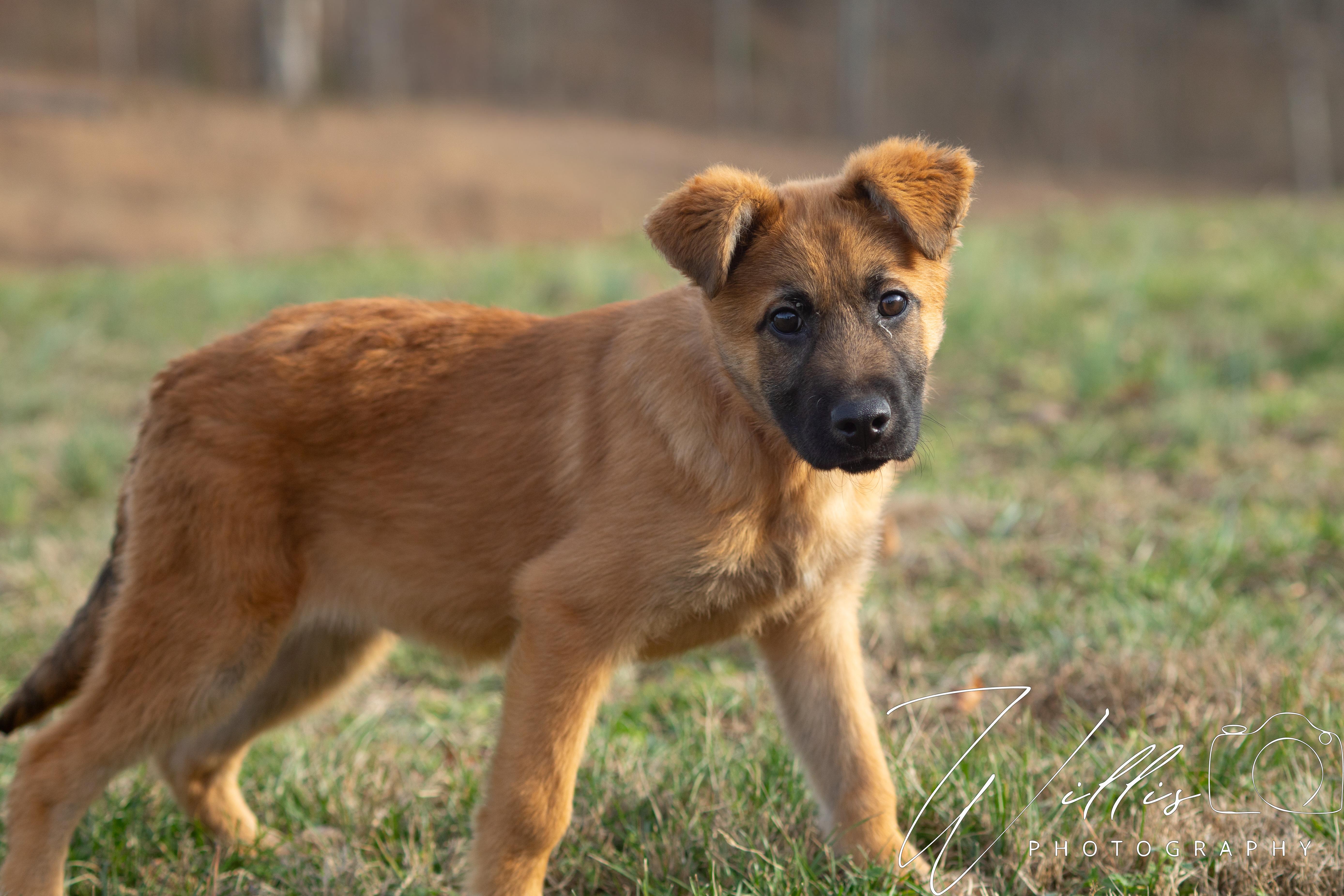 Enlarge Ryder , a ADOPTABLE mixed breed in Dixon, KY image 1/2