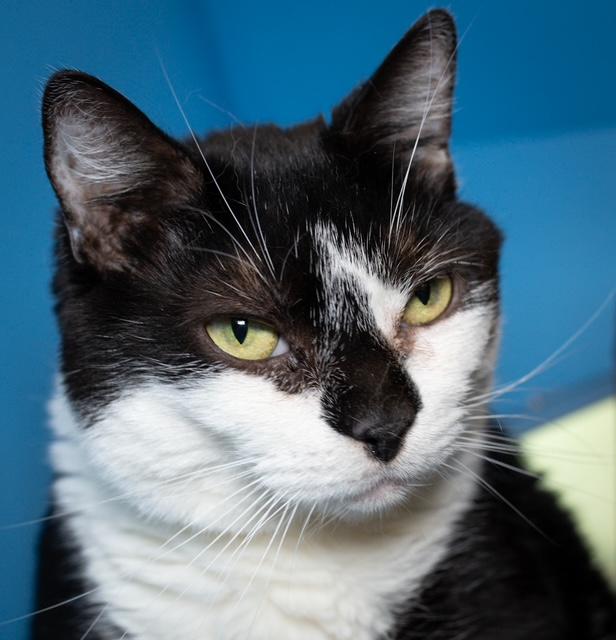 Enlarge TRAILBLAZER, a Adoptable Domestic Short Hair in Boston, MA image 1/1