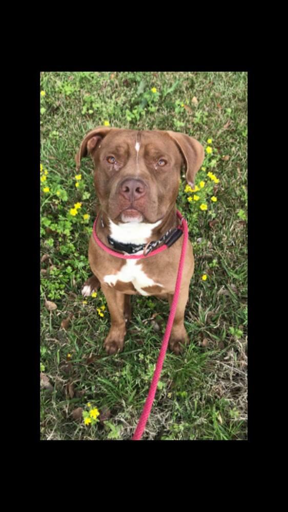 Enlarge Bradley, a Adoptable mixed breed in Tuckerton, NJ image 1/1