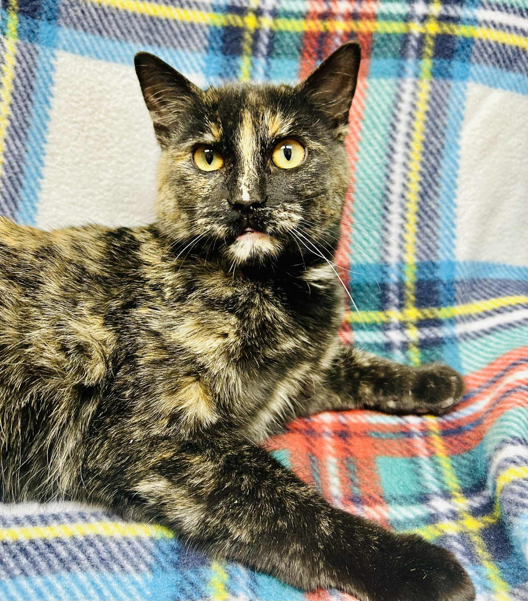 Gumdrop, ADOPTABLE, Young Female Domestic Short Hair.