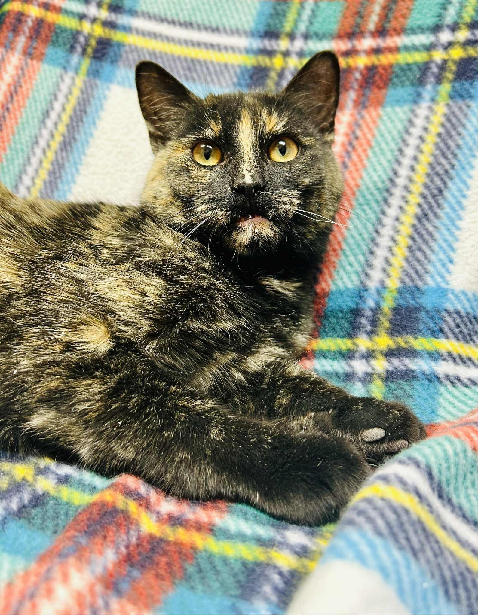 Enlarge Gumdrop, a ADOPTABLE Domestic Short Hair in Alexandria, MN image 2/3