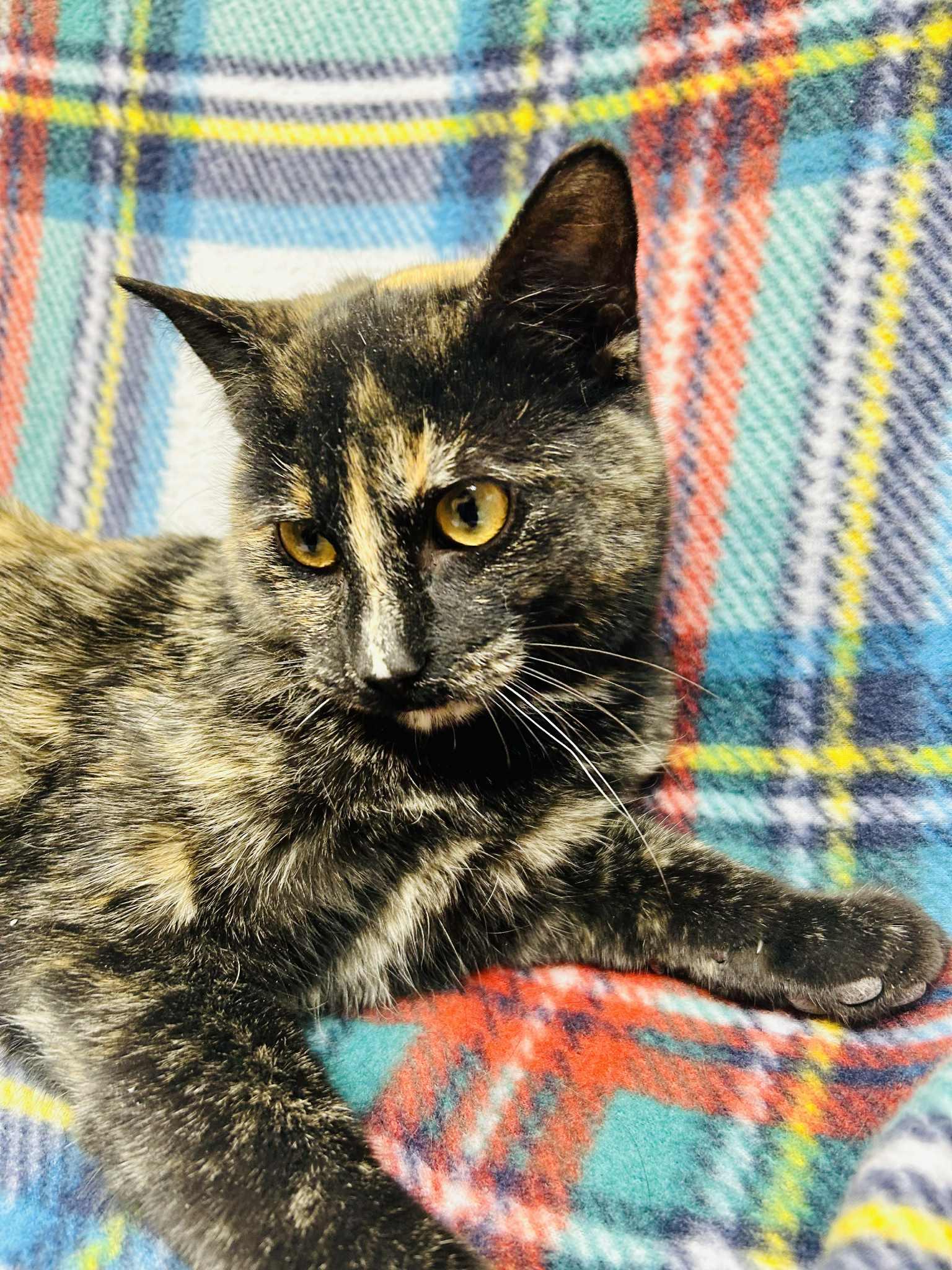 Enlarge Gumdrop, a ADOPTABLE Domestic Short Hair in Alexandria, MN image 3/3