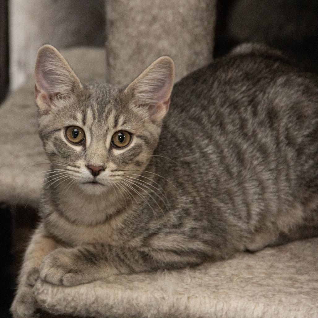 Raleigh, Adoptable, Kitten Female Domestic Short Hair.