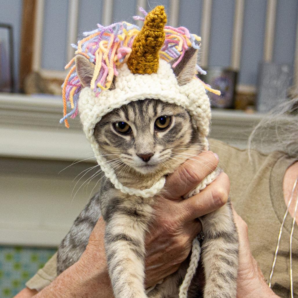 Enlarge Raleigh, a Adoptable Domestic Short Hair in Wichita, KS image 2/6