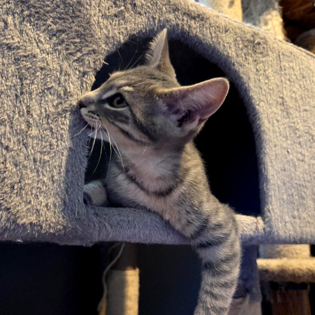 Raleigh, a Adoptable Domestic Short Hair in Wichita, KS image 2/6