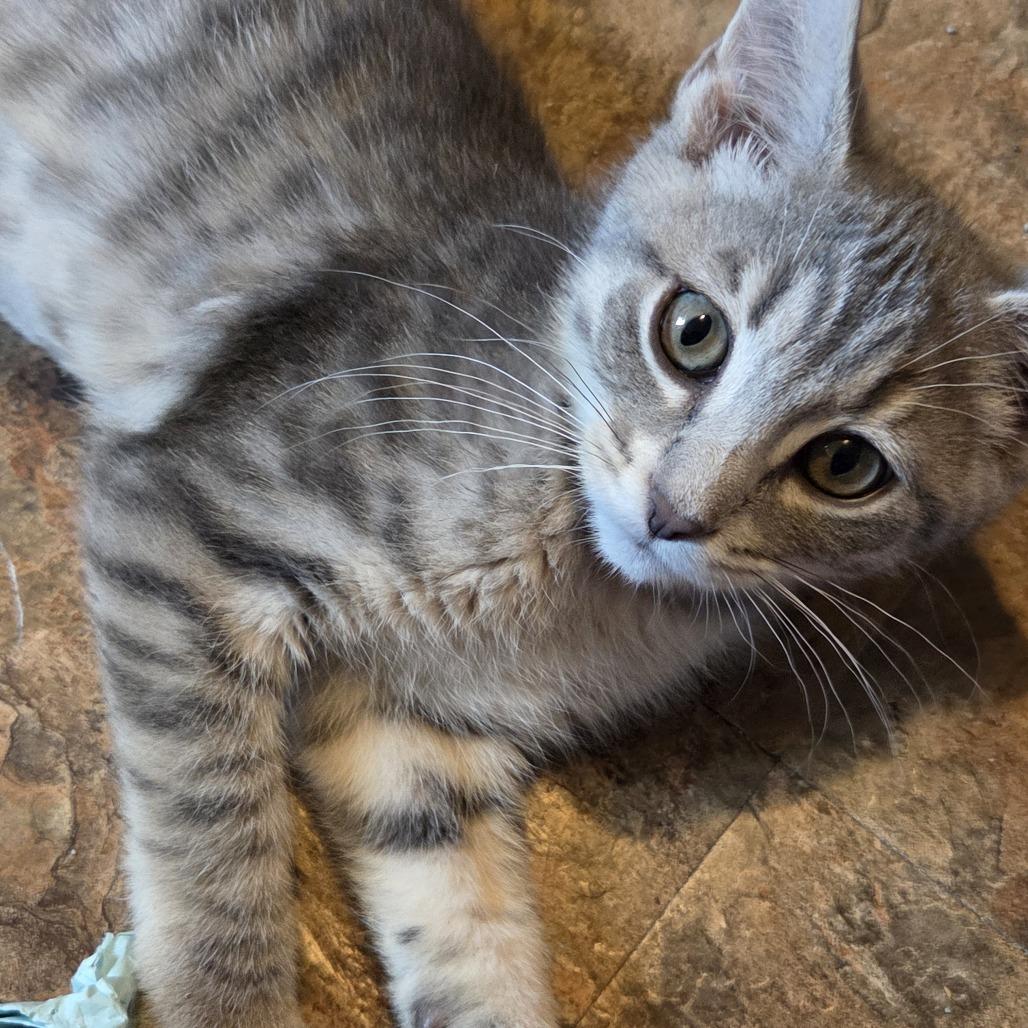 Raleigh, a Adoptable Domestic Short Hair in Wichita, KS image 3/6