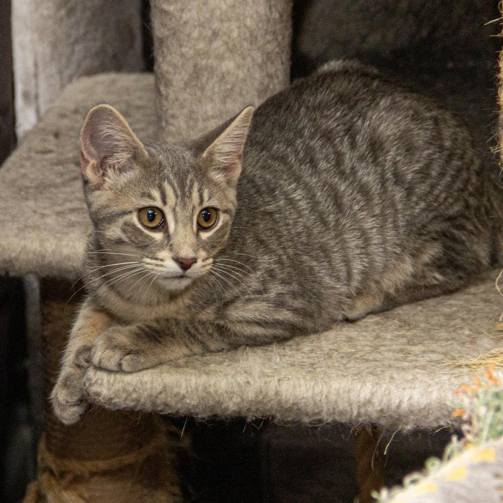 Enlarge Raleigh, a Adoptable Domestic Short Hair in Wichita, KS image 3/6