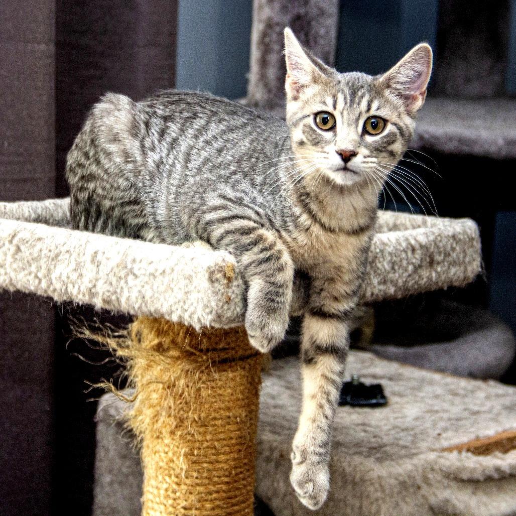 Enlarge Raleigh, a Adoptable Domestic Short Hair in Wichita, KS image 4/6