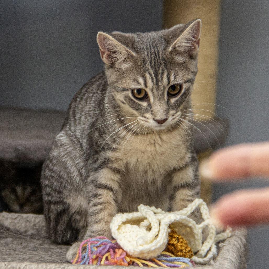 Enlarge Raleigh, a Adoptable Domestic Short Hair in Wichita, KS image 5/6